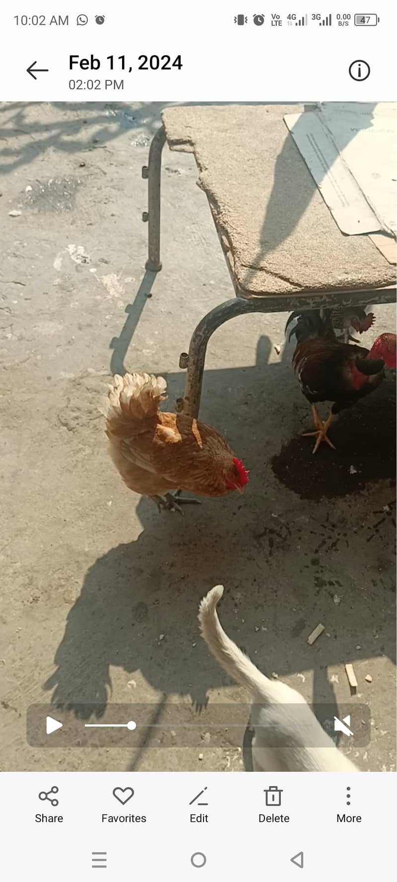 Egg laying Golden hens for sale 2