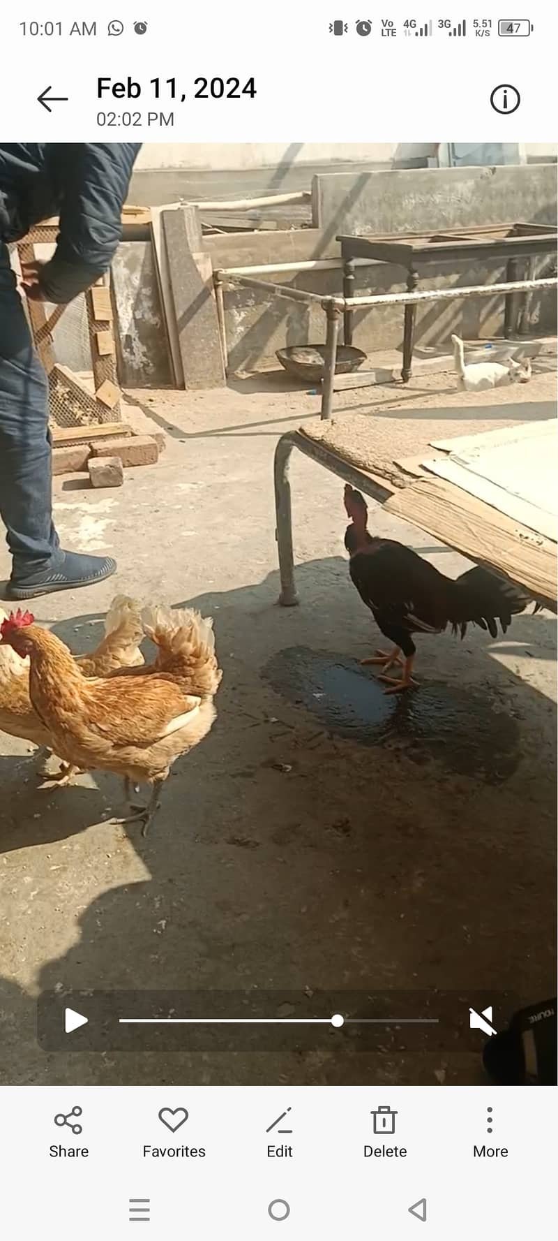 Egg laying Golden hens for sale 3