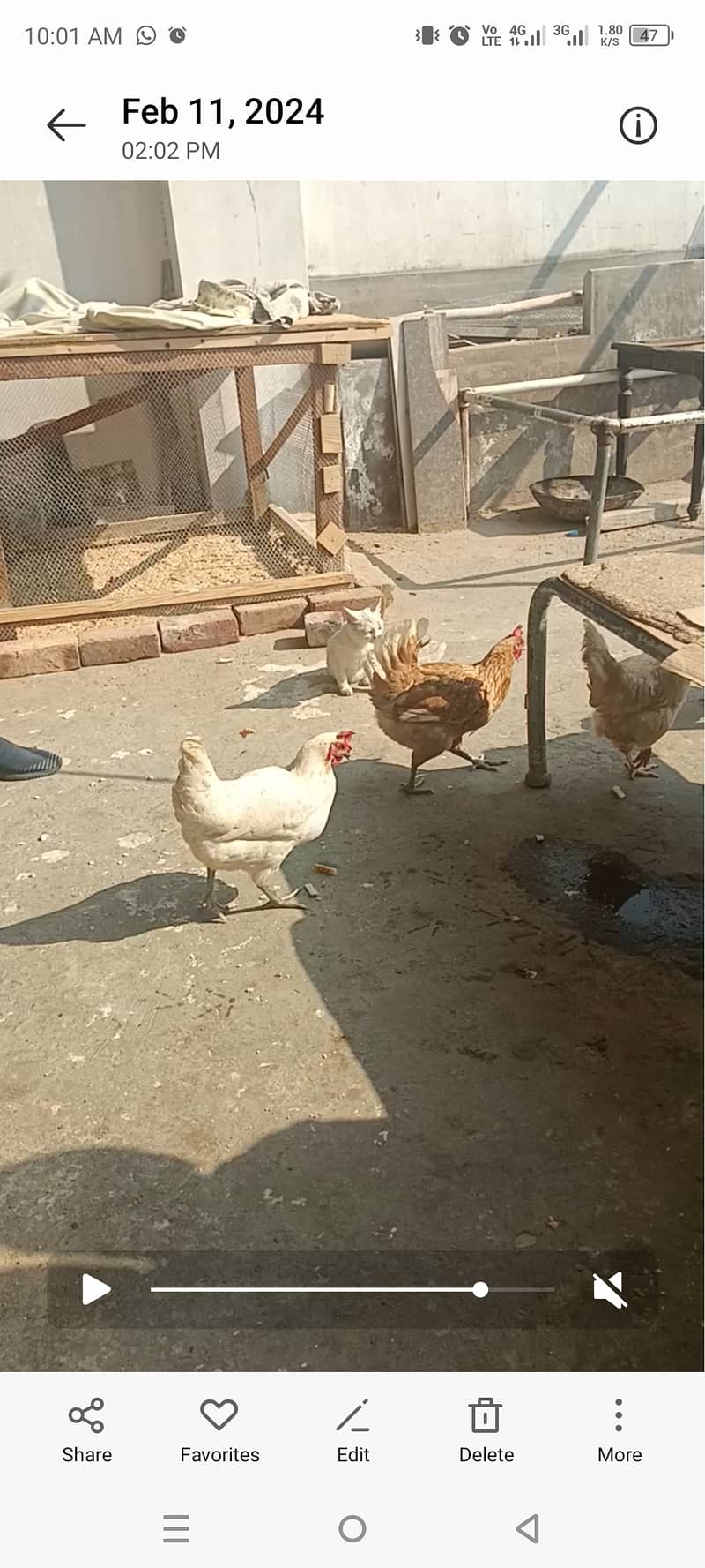 Egg laying Golden hens for sale 4