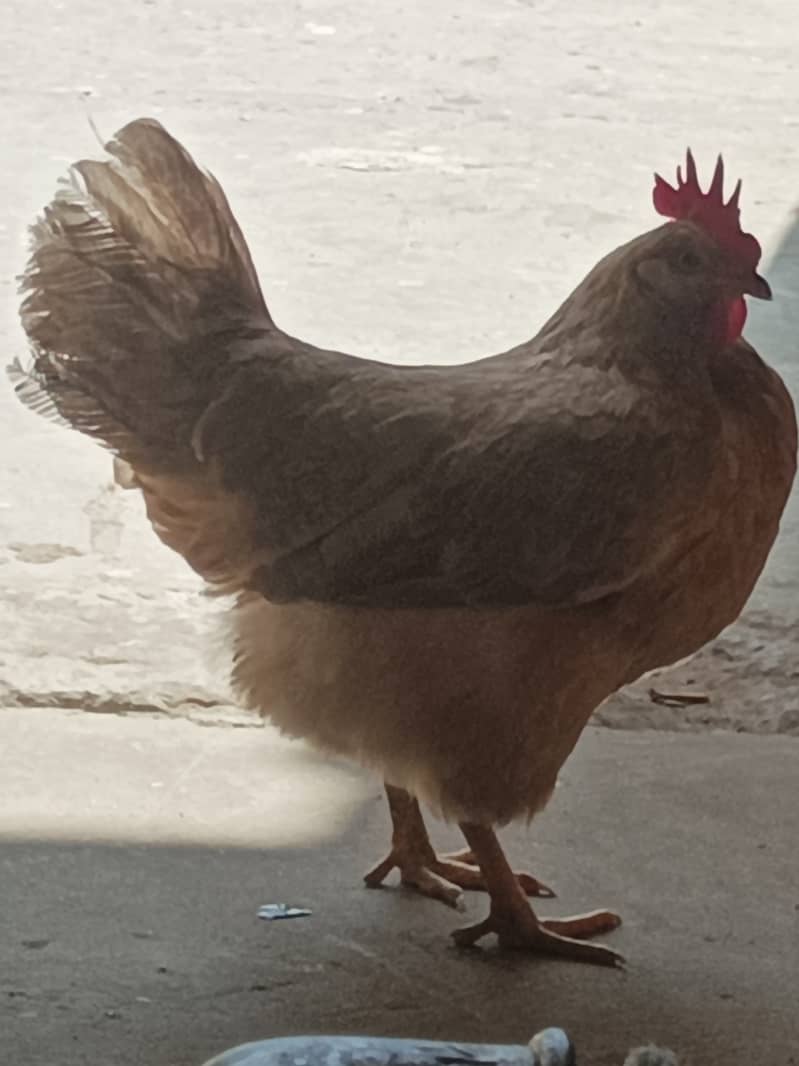 Egg laying Golden hens for sale 5