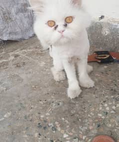 8 months cat for sale name letter train what's up number 03309821887 0