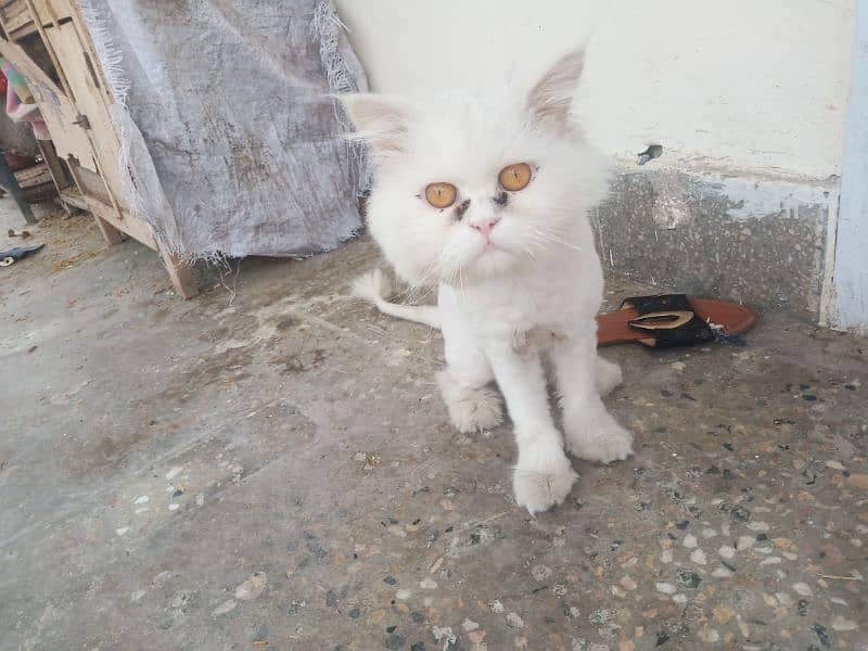 8 months cat for sale name letter train what's up number 03309821887 2