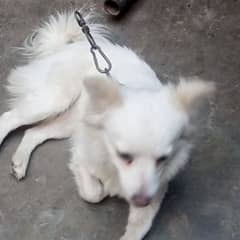 I want to sell my Russian dogs pair female 2 years and male age 3 year