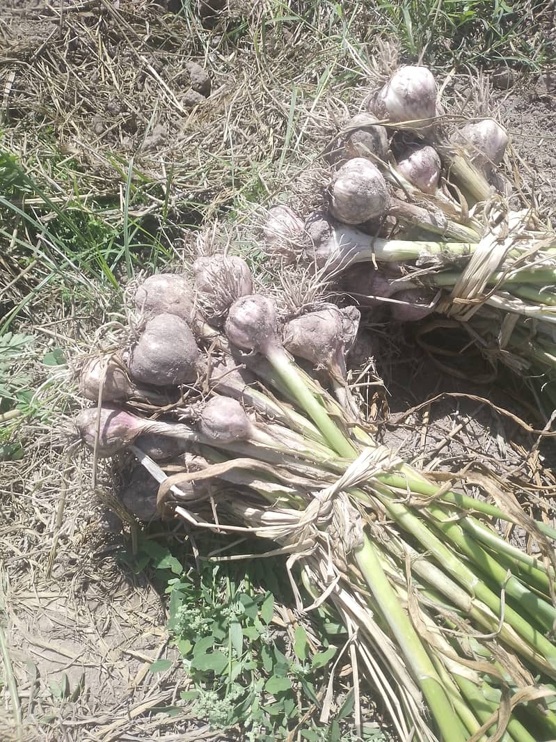 Deshi pink Lehsan Organic available 1