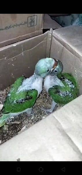 green ring neck chicks. raw chicks Pahari chicks. Alexandrian chicks 2