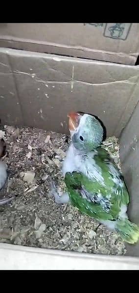 green ring neck chicks. raw chicks Pahari chicks. Alexandrian chicks 3