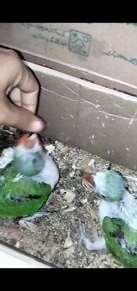 green ring neck chicks. raw chicks Pahari chicks. Alexandrian chicks 4