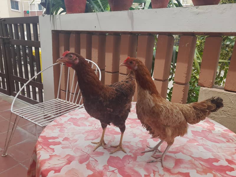 Hens for sale 1