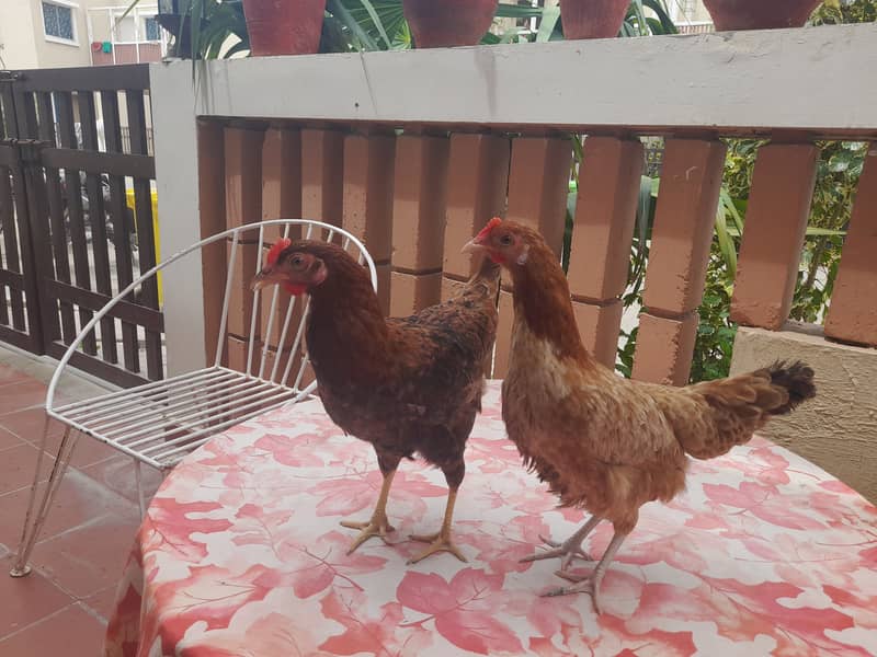 Hens for sale 3