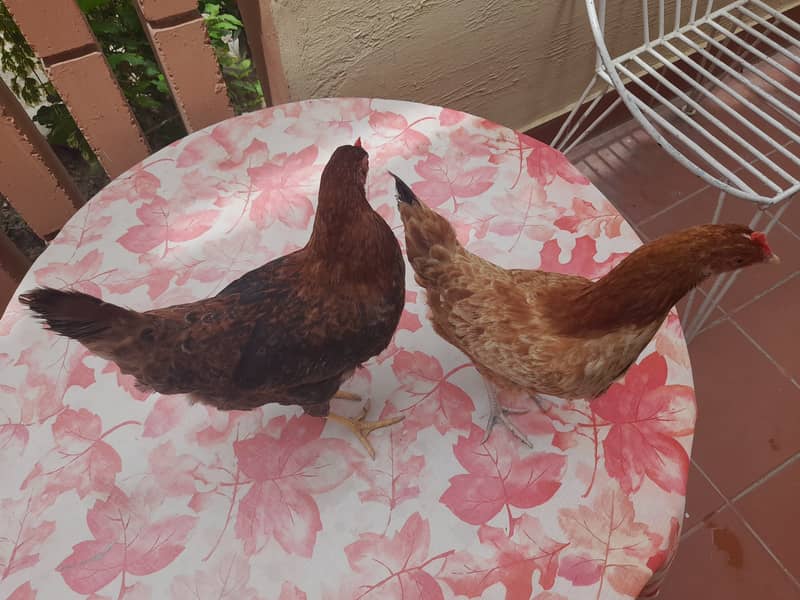 Hens for sale 6