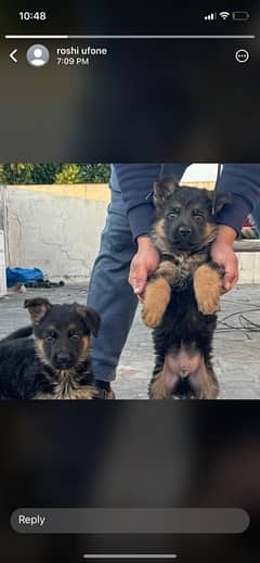 male and female pup pedigree |German shepherd|German shepherd dog