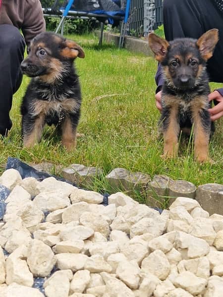 German shepherd puppies pedigree |German shepherd|German shepherd dog 1