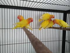Lotino Love Birds