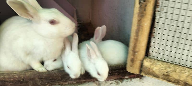 Red Eyes white Rabbits and bunnies 1