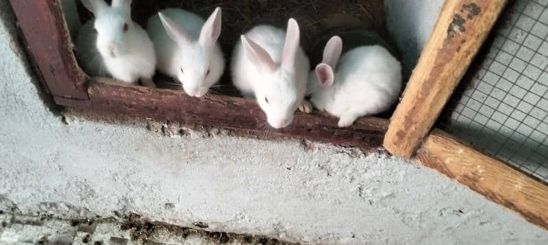 Red Eyes white Rabbits and bunnies 3
