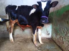 Male Bull, Cow, Bachra, Age 10 Month