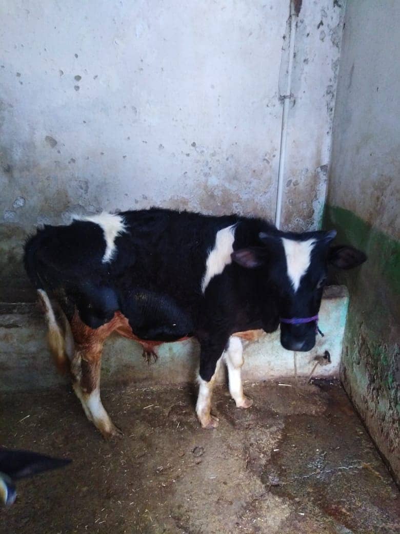 Male Bull, Cow, Bachra, Age 10 Month 4