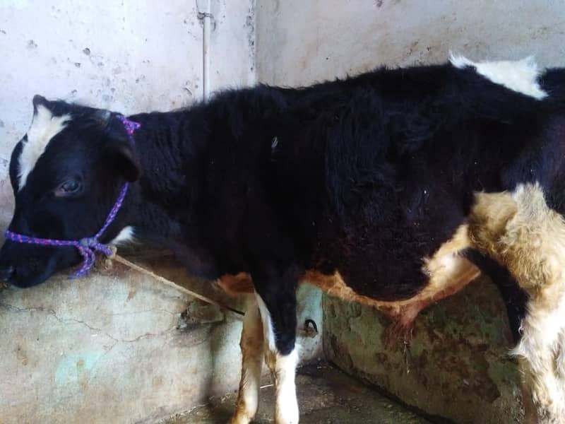 Male Bull, Cow, Bachra, Age 10 Month 6