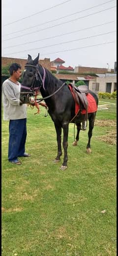 Horse riding and nayzabazi trained , haath paaon ka saaf 0