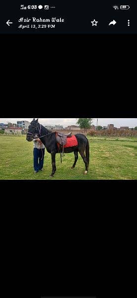 Horse riding and nayzabazi trained , haath paaon ka saaf 1