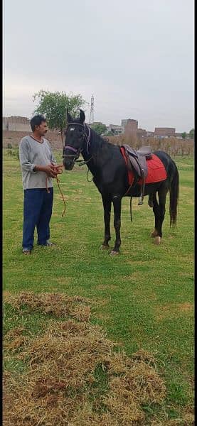 Horse riding and nayzabazi trained , haath paaon ka saaf 3