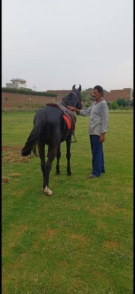 Horse riding and nayzabazi trained , haath paaon ka saaf 5