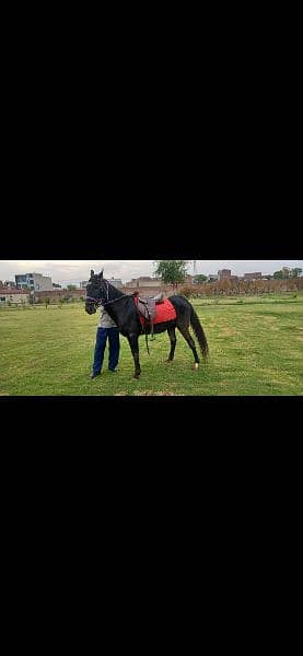 Horse riding and nayzabazi trained , haath paaon ka saaf 6