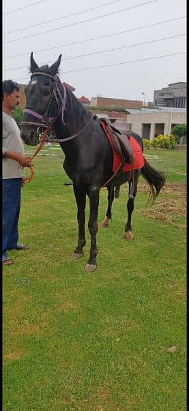 Horse riding and nayzabazi trained , haath paaon ka saaf 8