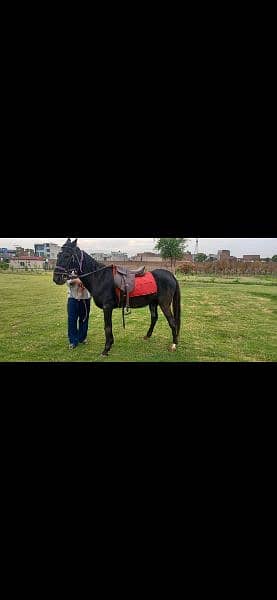 Horse riding and nayzabazi trained , haath paaon ka saaf 10