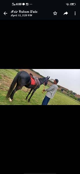 Horse riding and nayzabazi trained , haath paaon ka saaf 11