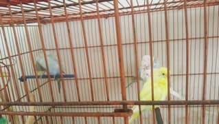 2 pair of budgie