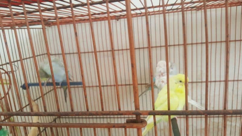 2 pair of budgie 0