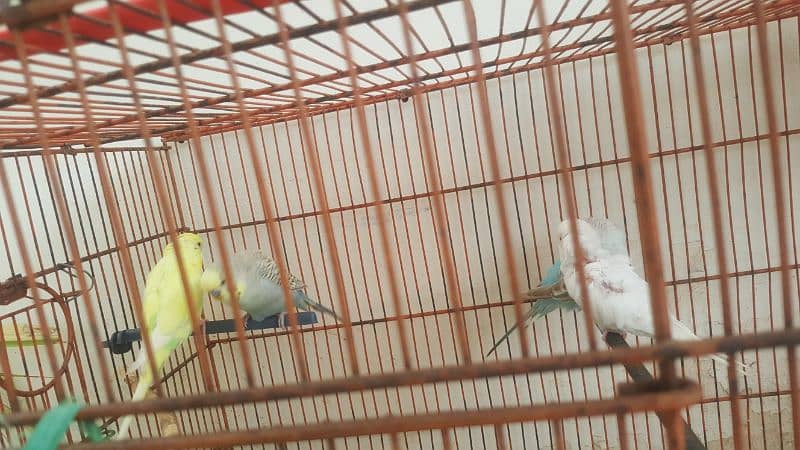 2 pair of budgie 1