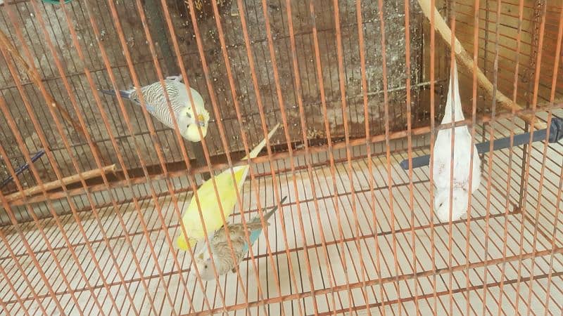 2 pair of budgie 2