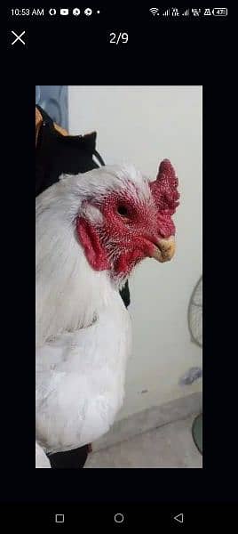 qandhari parrot beak aseel pair egg laying eggs b available Hain 10 1