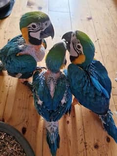 macaw parrots 03225272996