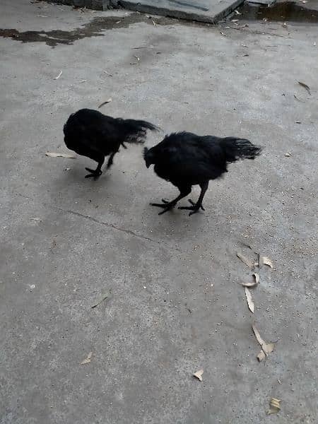 Ayam Cimani Black 2