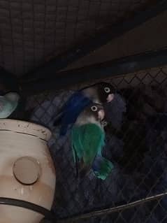Blue parsnata parrots breeder pair