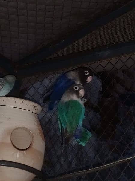 Blue parsnata parrots breeder pair 0