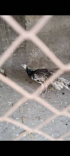 male peacock 0