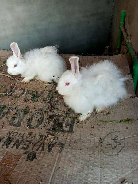 Fancy rabbit bunny 12
