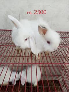 Fancy rabbit bunny pair
