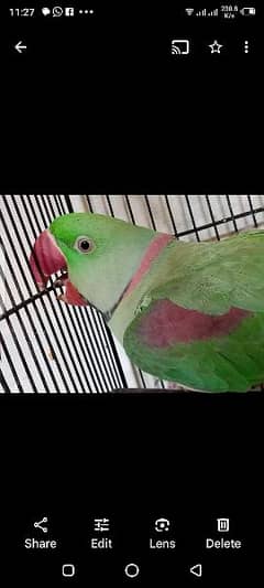 hand tame parrot talking very beautiful