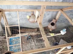 Cage with budgies for sale