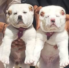 King Alabai pair pure breed security dog 2months for sale