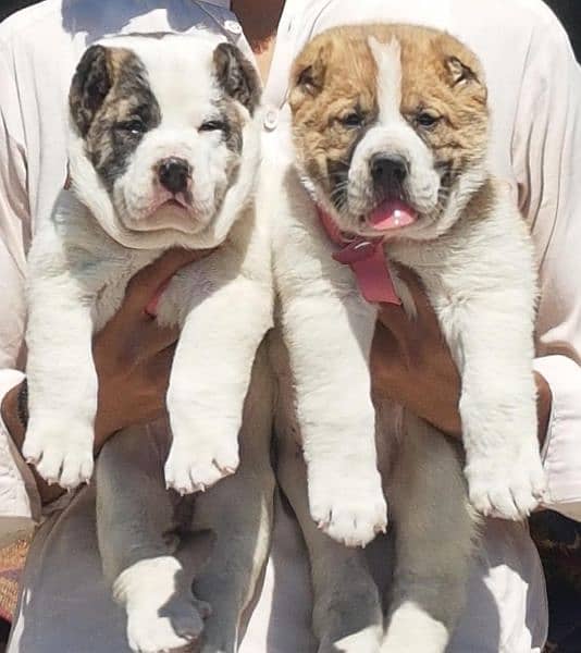 King Alabai pair pure breed security dog 2months for sale 0