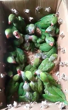 Ring neck chicks | mian mithu | ringneck | green tota | parrot / birds