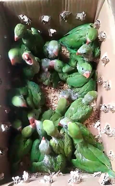 Ring neck chicks | mian mithu | ringneck | green tota | parrot / birds 0