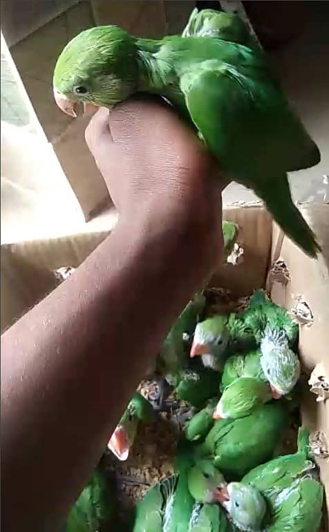Ring neck chicks | mian mithu | ringneck | green tota | parrot / birds 2