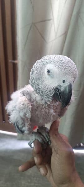 Grey parrot for sale 0